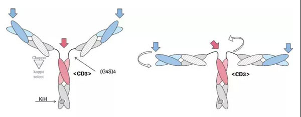 Roche's CD20xCD3 dual anti-mosunetuzumab obtained FDA breakthrough therapy designation