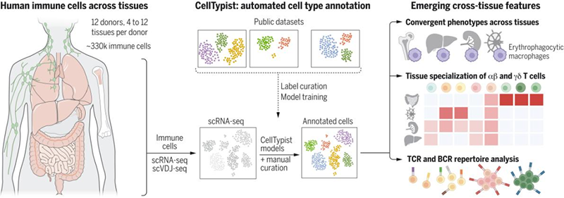 ��Science�ذ�����������Ϊֹ����������������ȫ�Ŀ���֯ϸ��ͼ�׻��